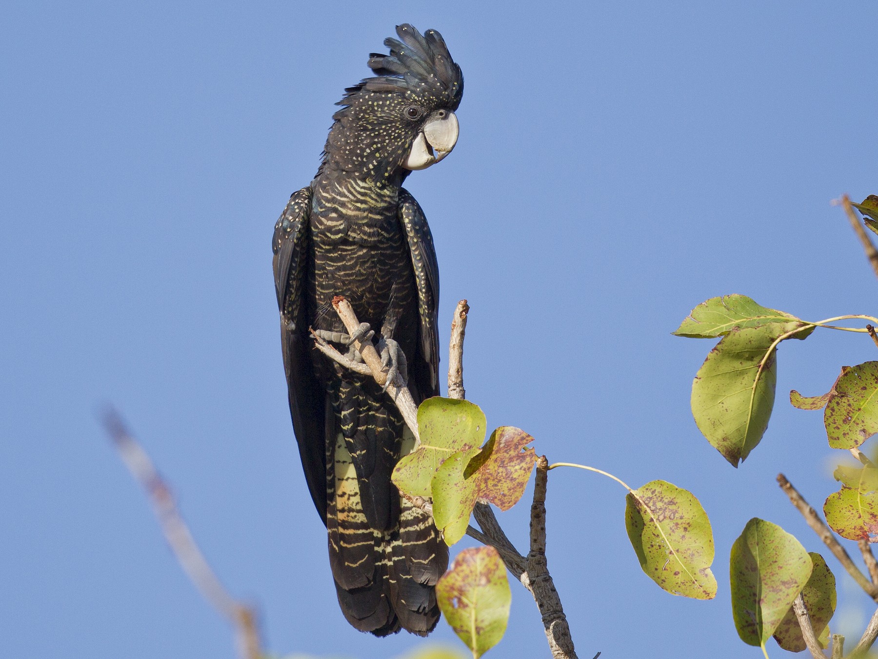 Red-tailed Black-Cockatoo - Mat Gilfedder