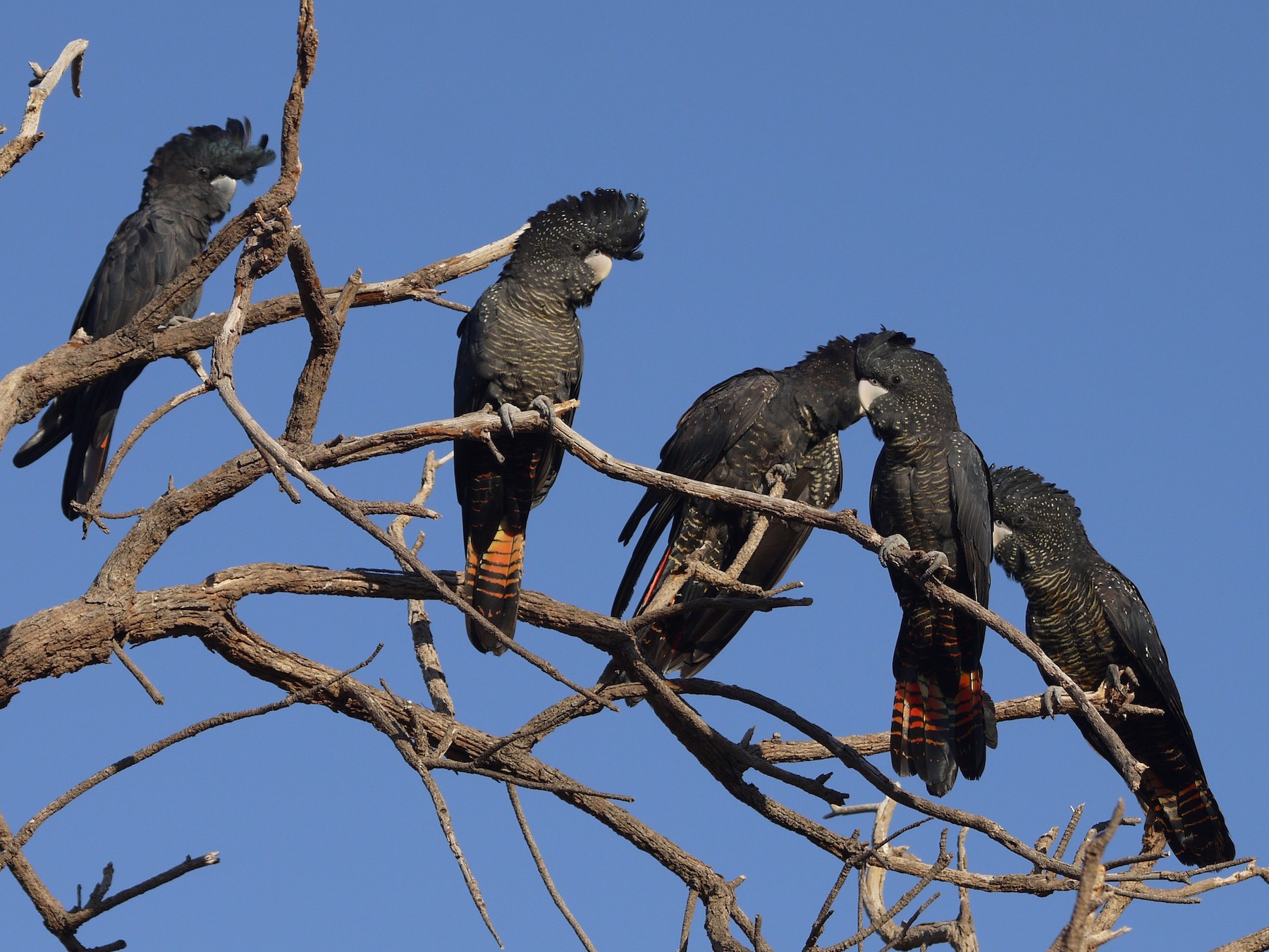 Red-tailed Black-Cockatoo - Jennifer Smith