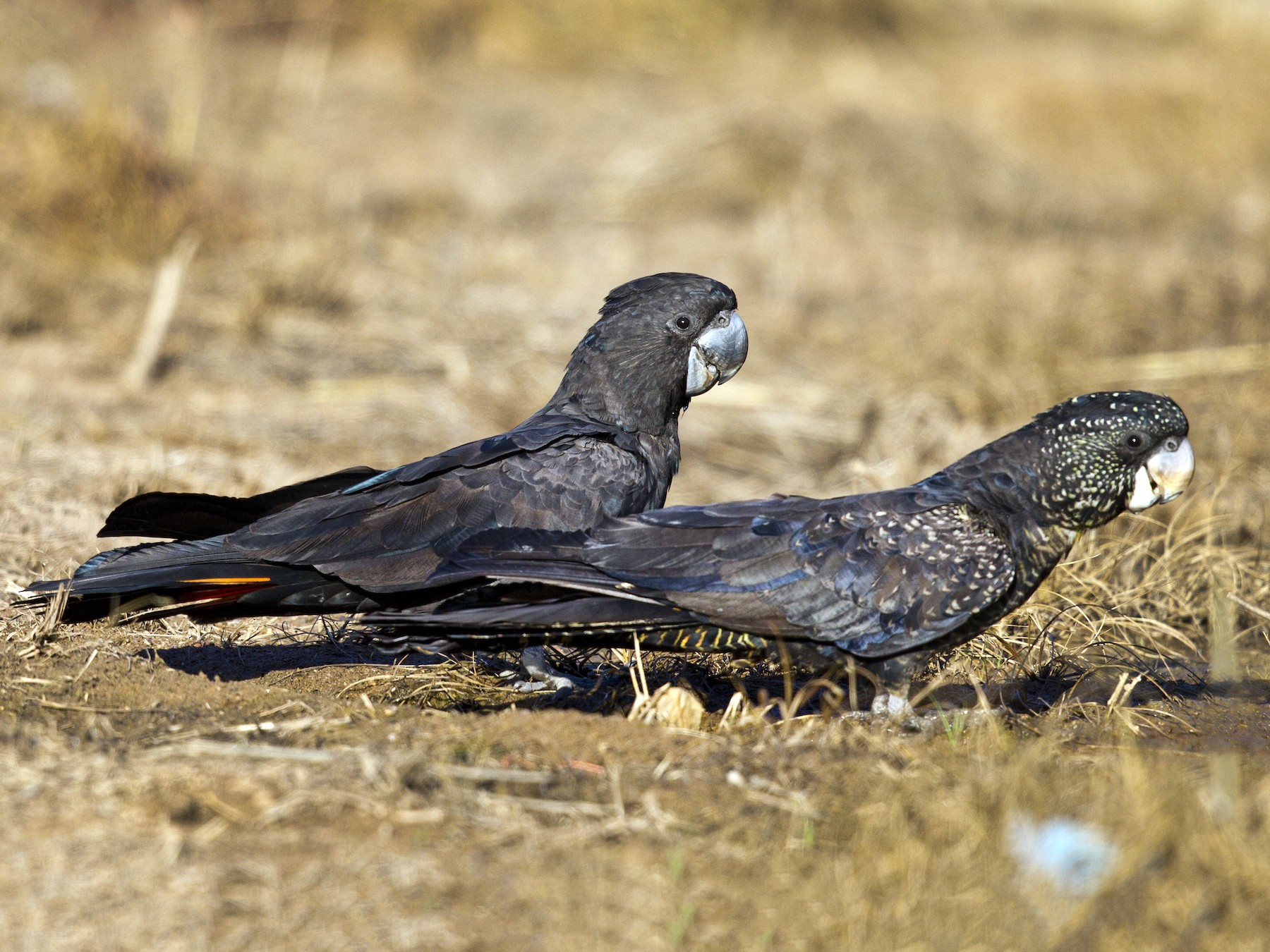 Red-tailed Black-Cockatoo - Mat Gilfedder