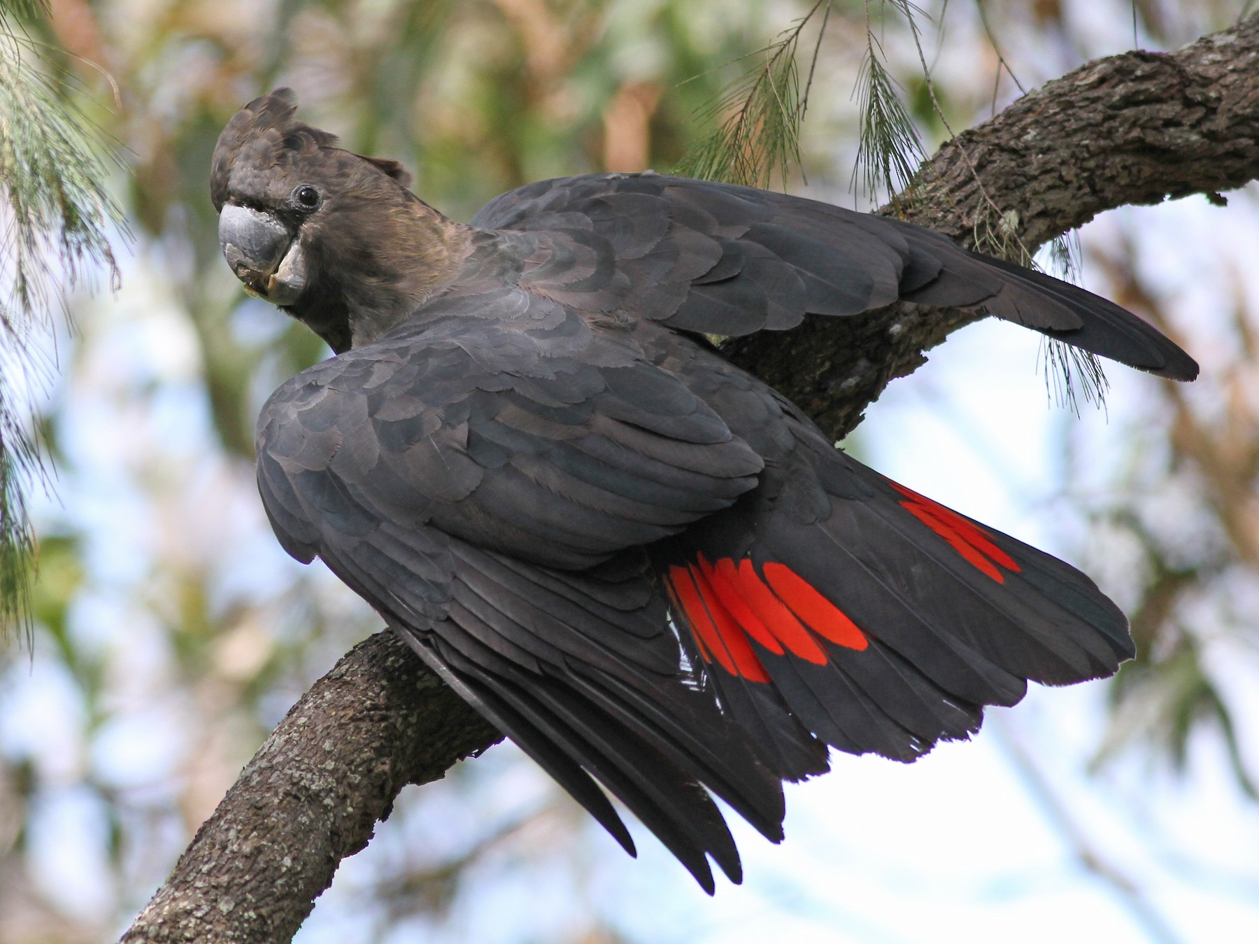 Glossy Black-Cockatoo - Chris Wiley