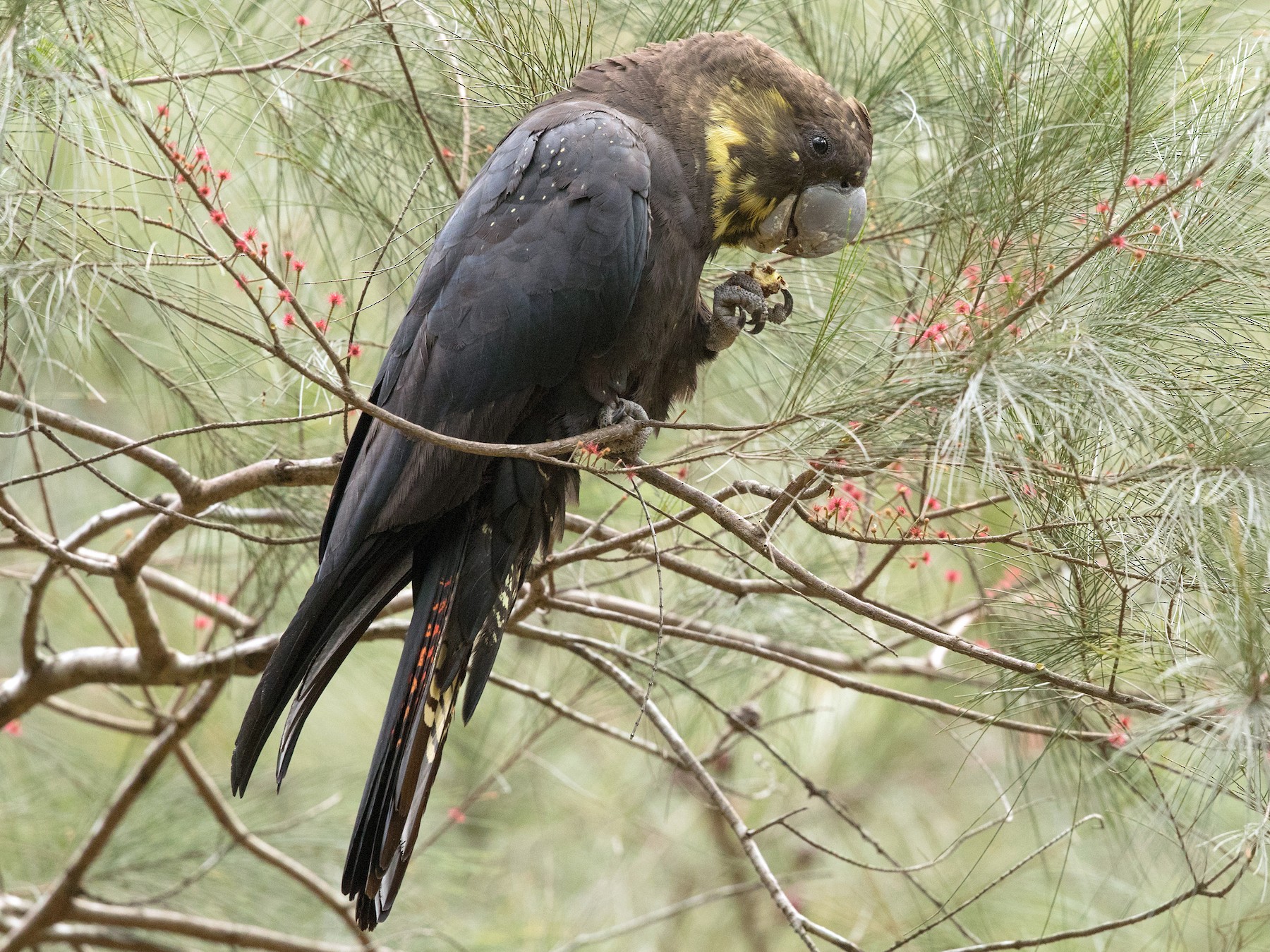 Glossy Black-Cockatoo - eBird