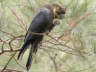  - Glossy Black-Cockatoo