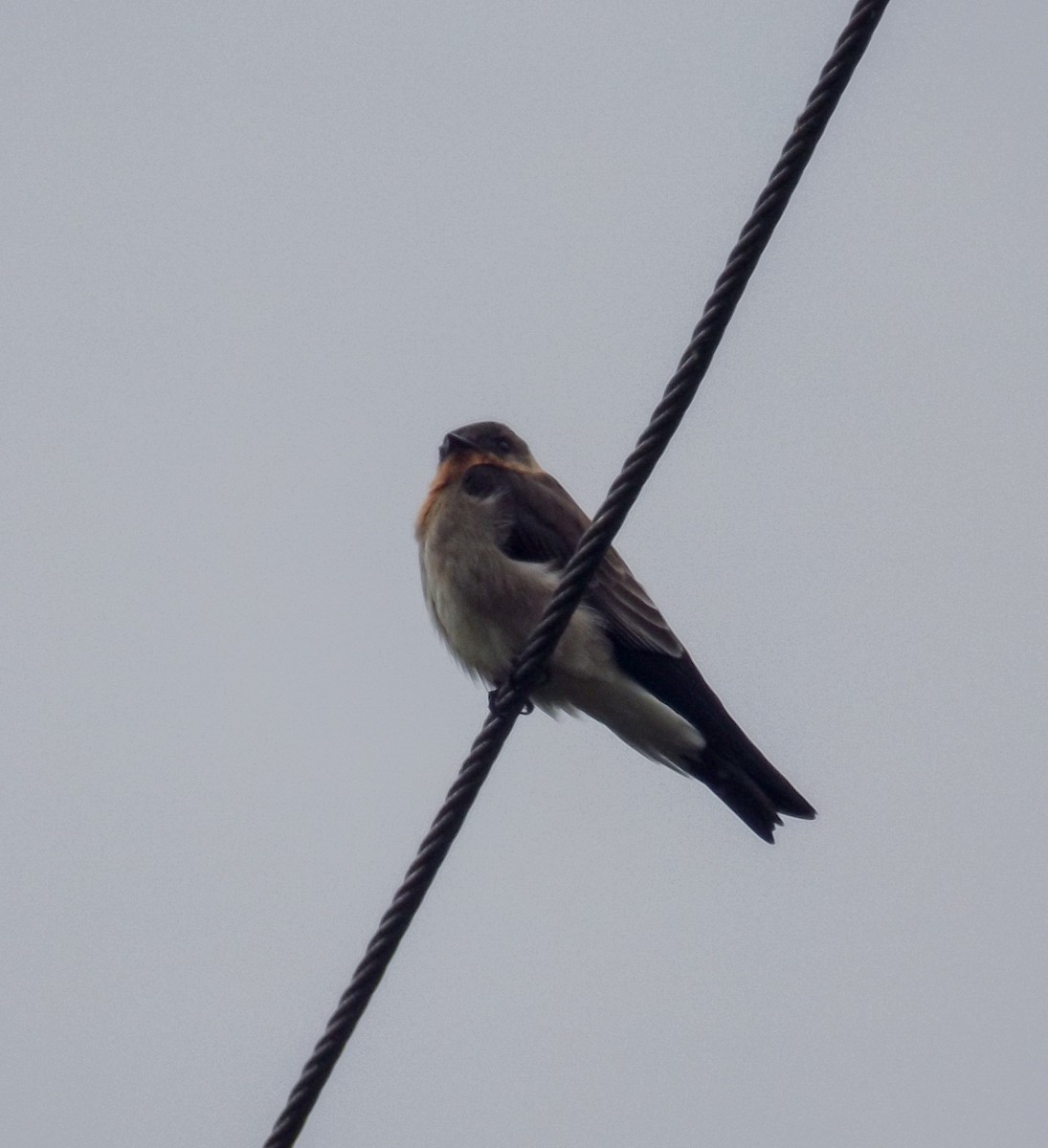 Southern Rough-winged Swallow - ML122683181