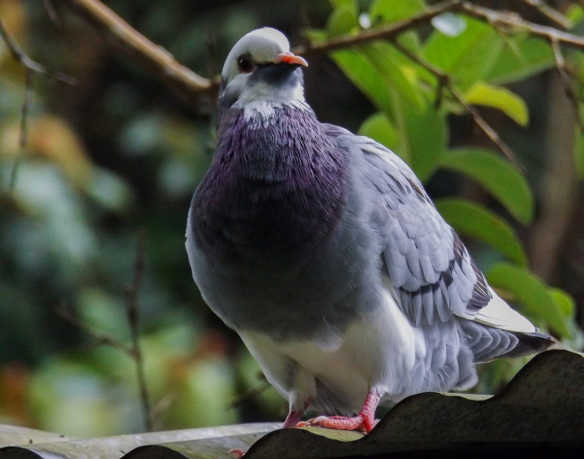 Rock Pigeon (Feral Pigeon) - ML122684101