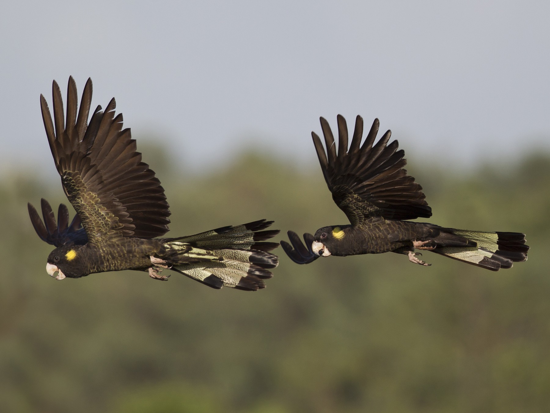 Yellowtailed BlackCockatoo eBird