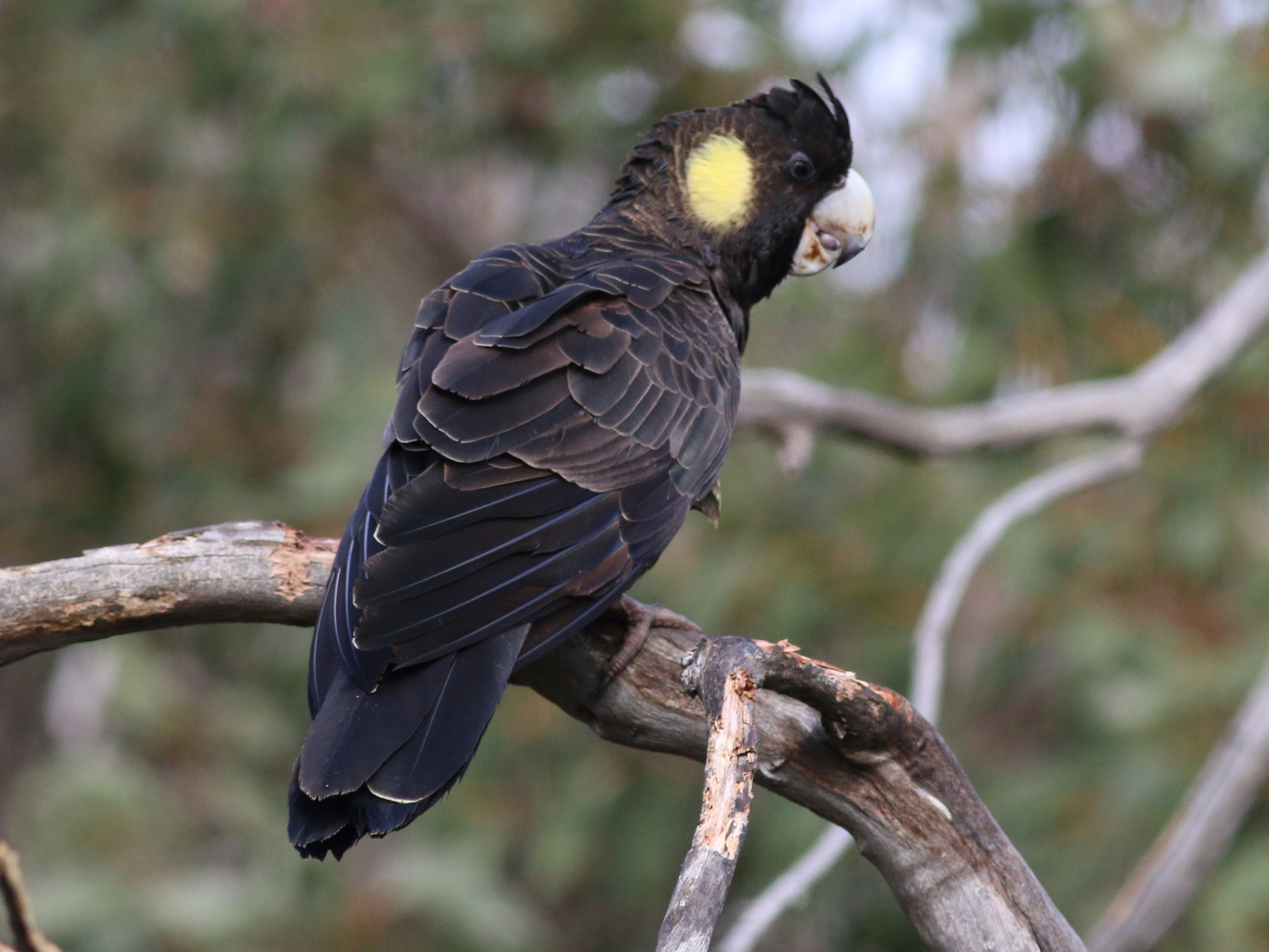 Yellow-tailed Black-Cockatoo - Oliver Burton