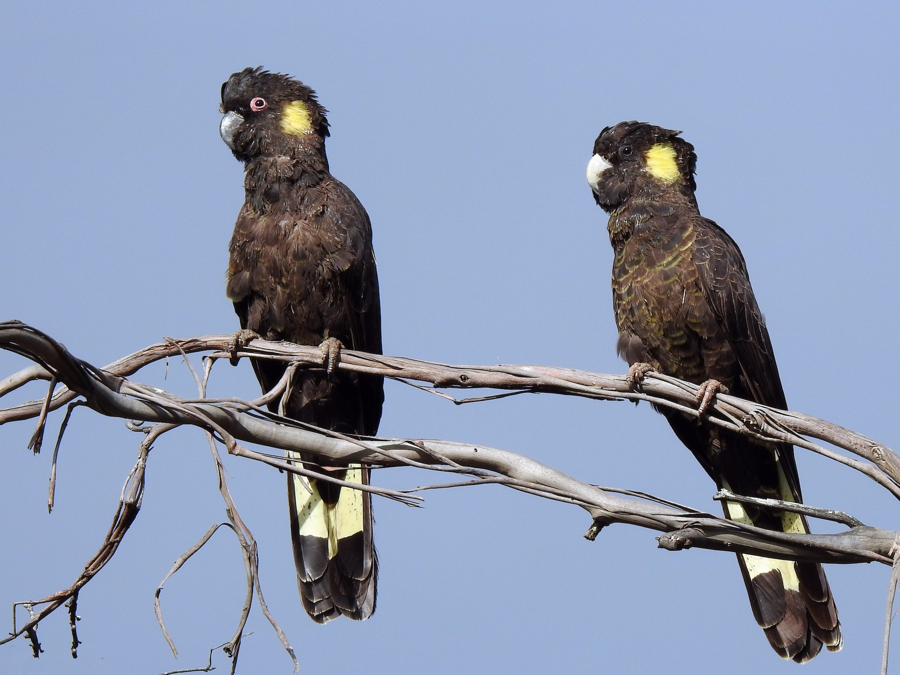 Yellow Tailed Black Cockatoo