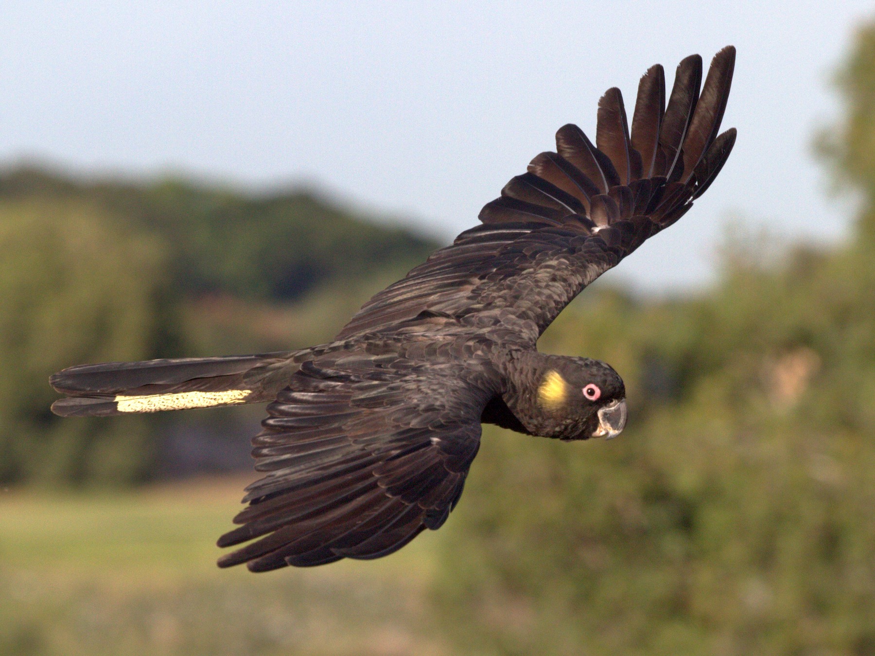 Yellow Tailed Black Cockatoo