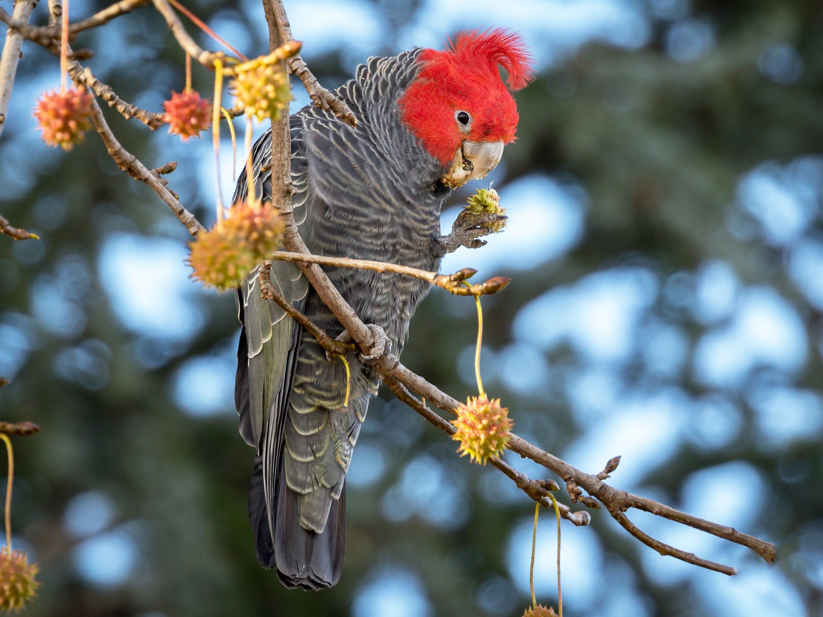 Gang-gang Cockatoo - Luke Shelley