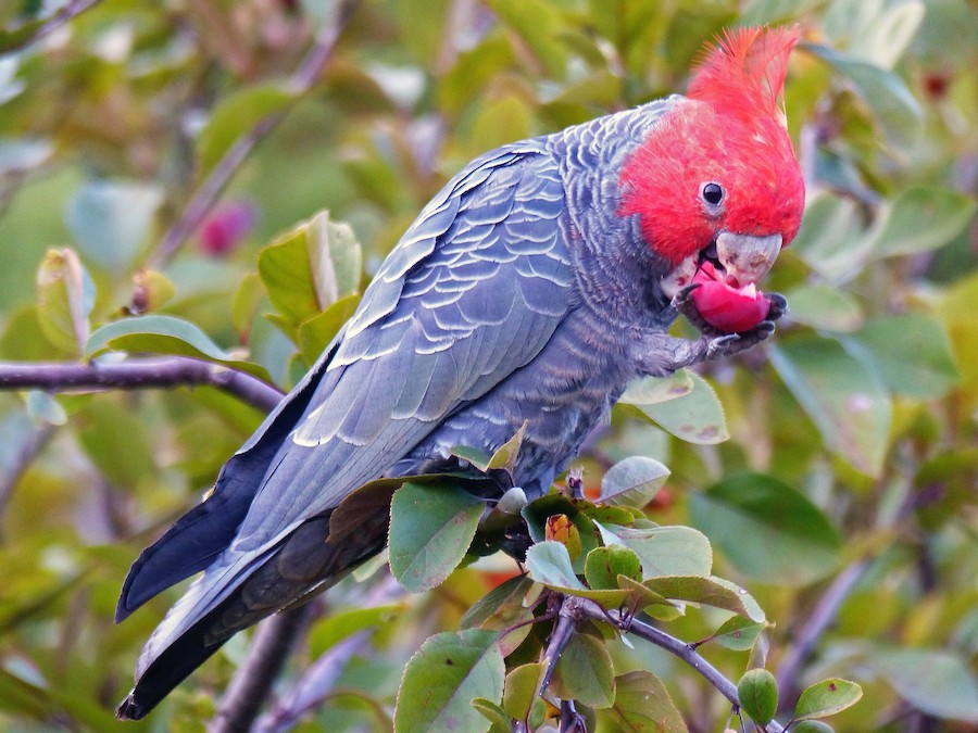 Callocephalon fimbriatum, Gang-gang Cockatoo