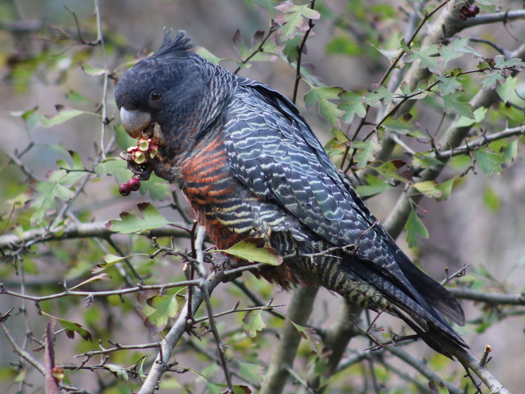 Gang-gang Cockatoo - eBird