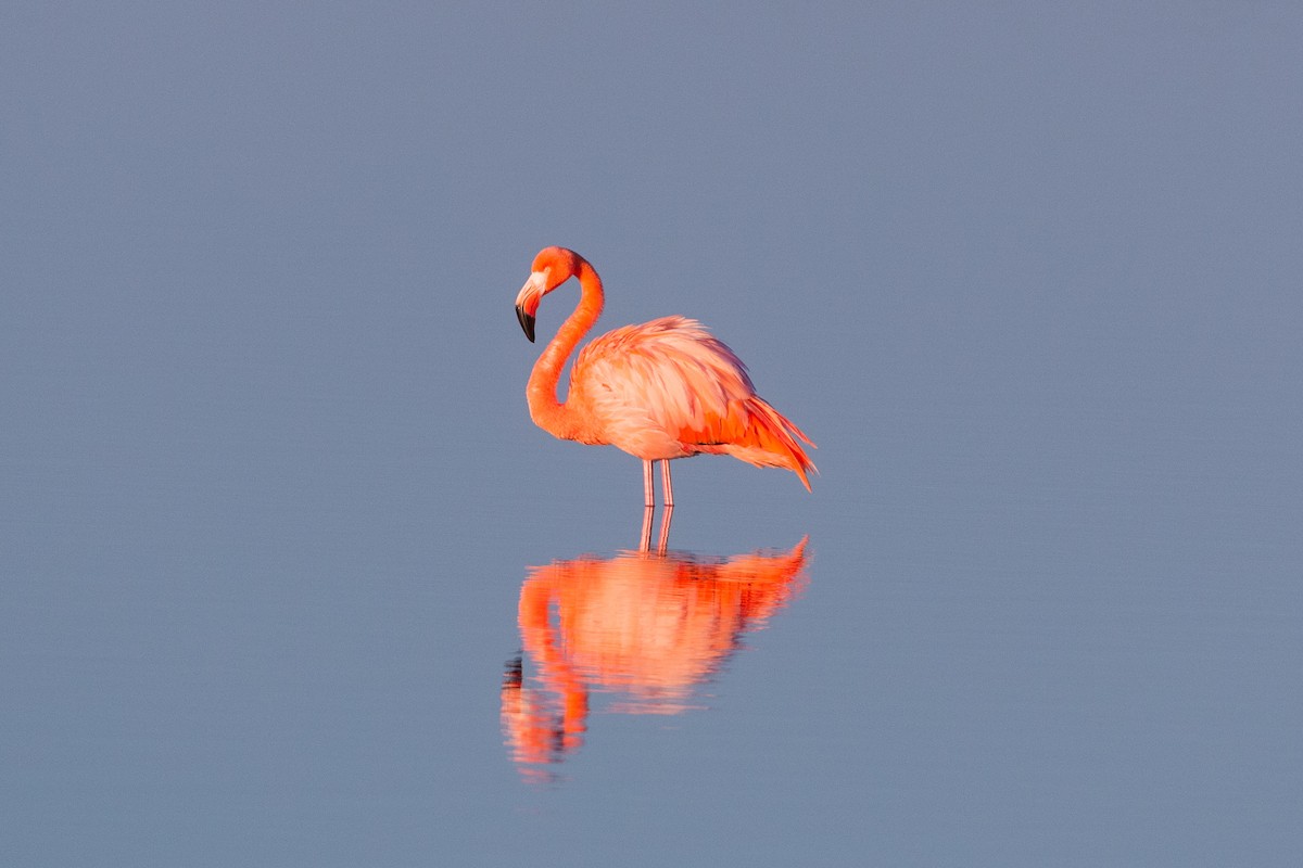 American Flamingo - Michael Weaver