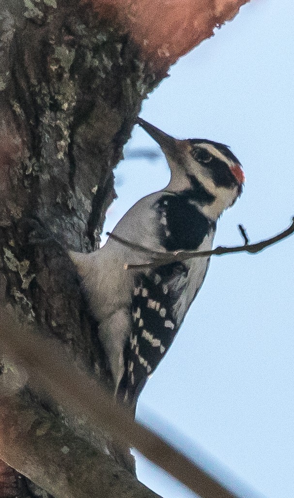 Hairy Woodpecker - Bill Wood