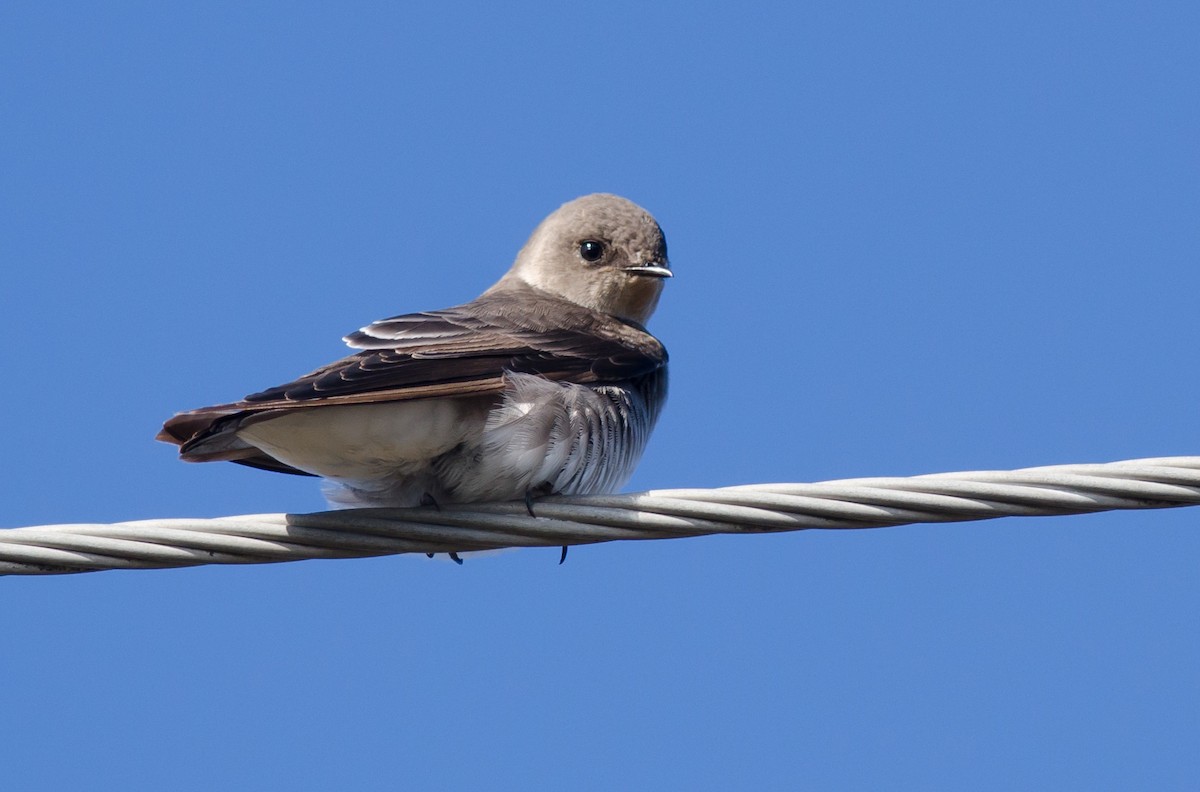 Northern Rough-winged Swallow - Alix d'Entremont