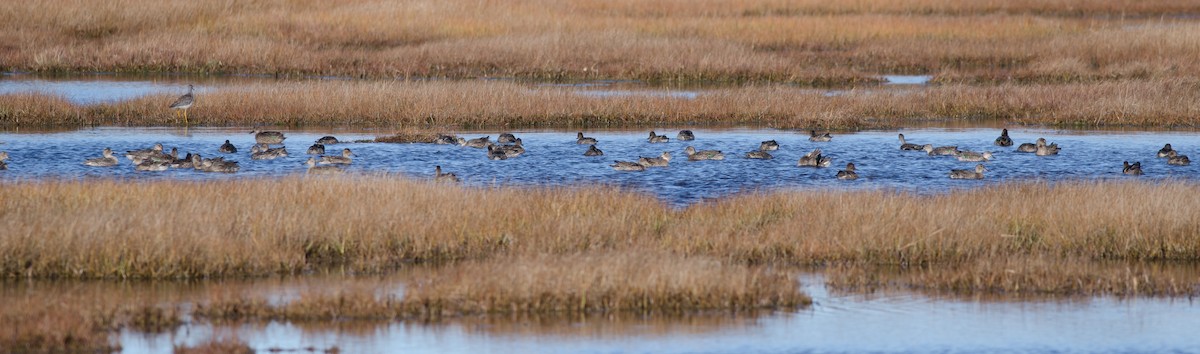 Green-winged Teal - Alix d'Entremont