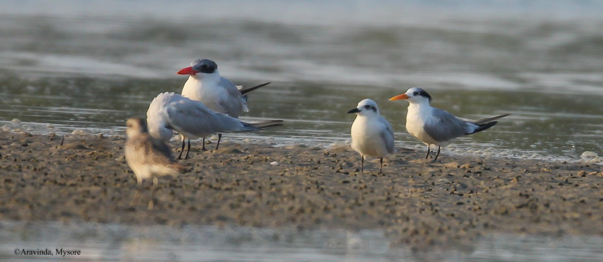 Lesser Crested Tern - aravinda hr