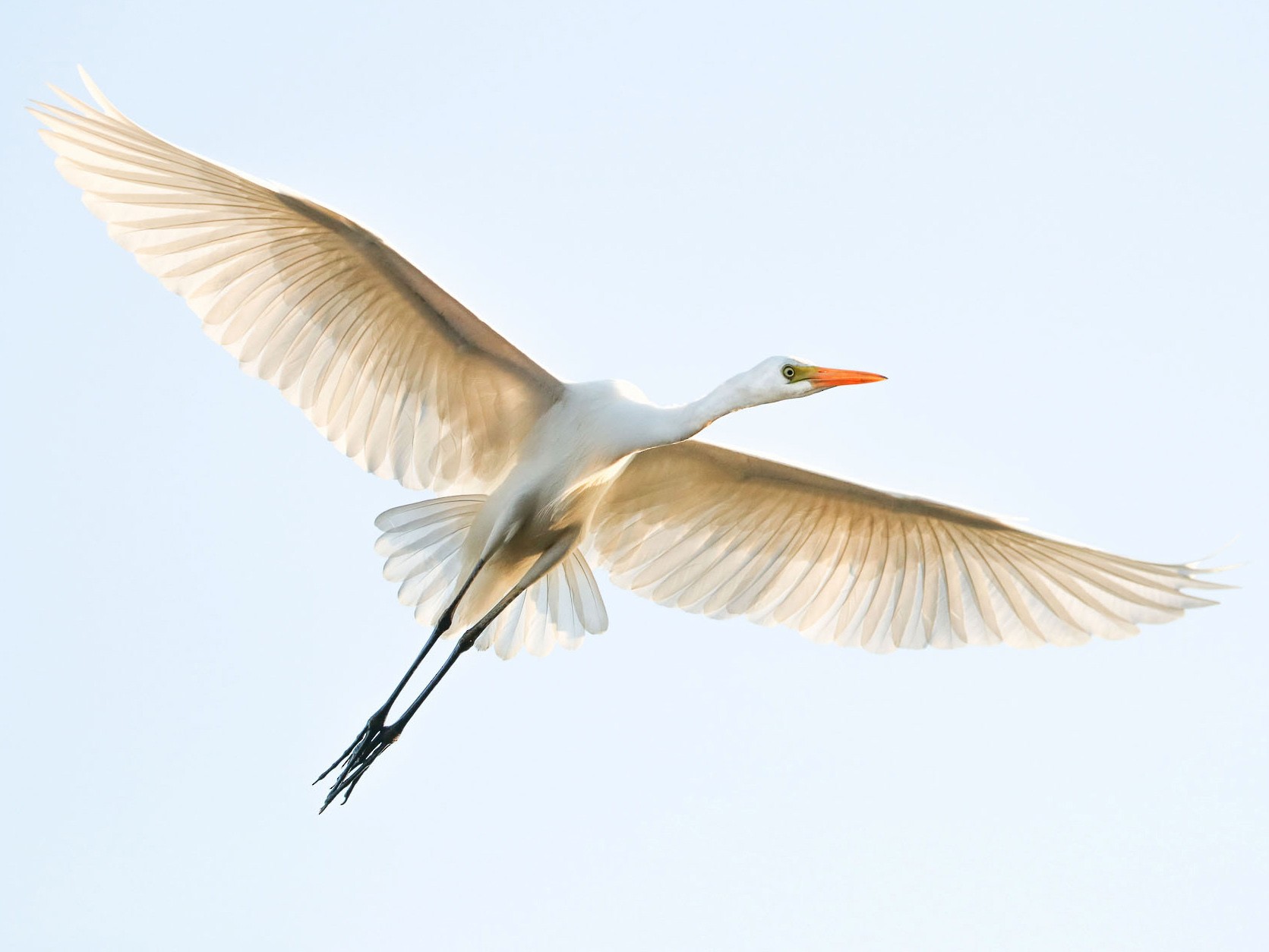 Plumed Egret - Ged Tranter