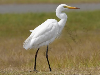 Great Egret - eBird