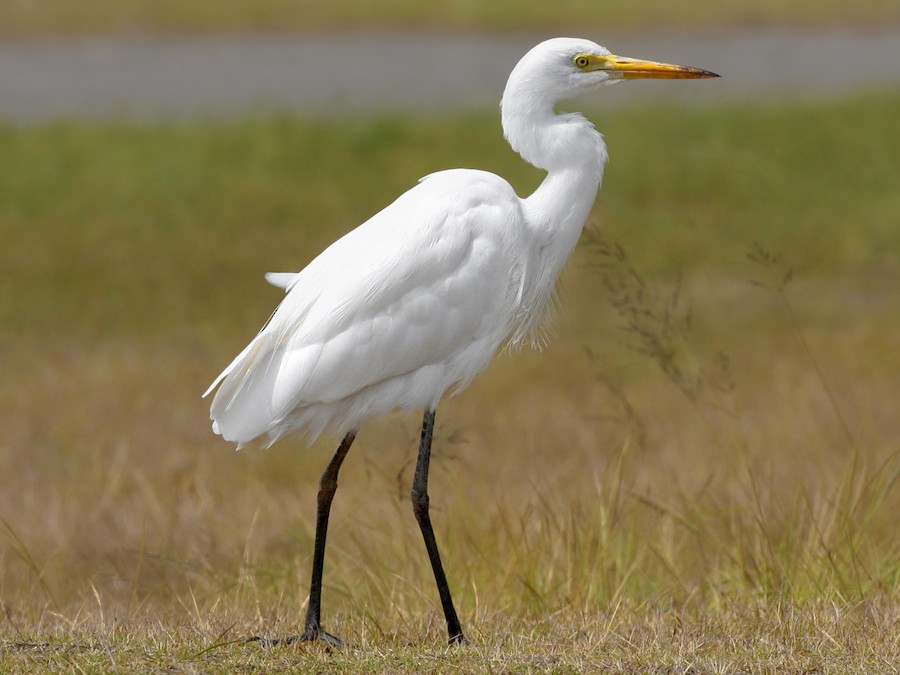 Eastern Great Egret Diagram