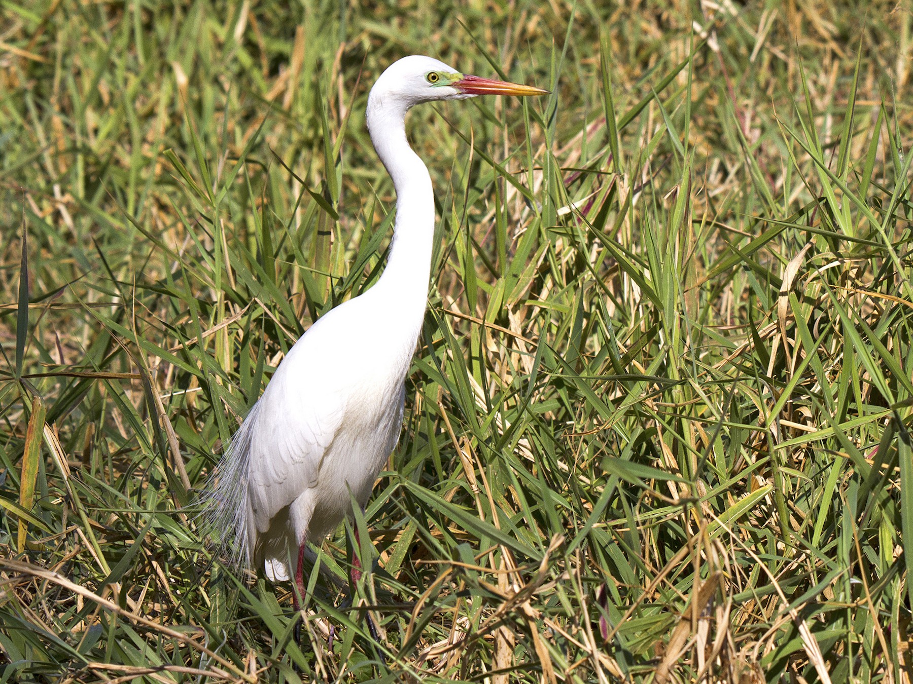 Intermediate Egret - Stephen Murray