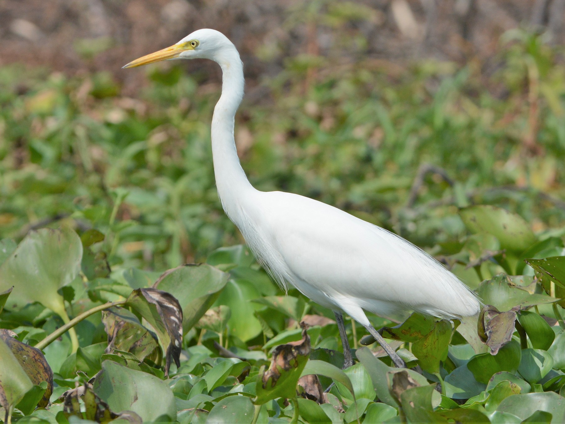Intermediate Egret - David Hollie