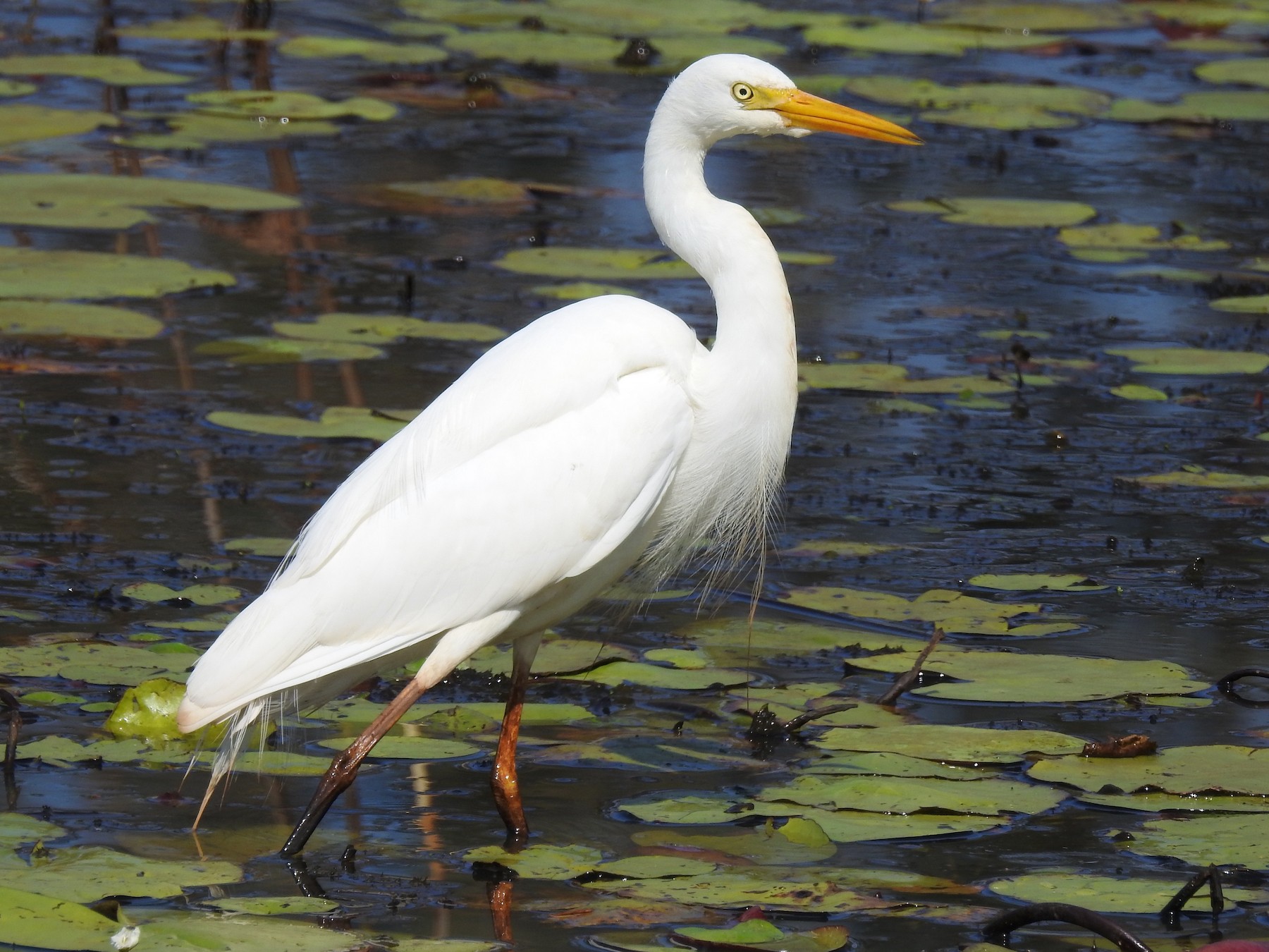 Intermediate Egret - Michael Daley
