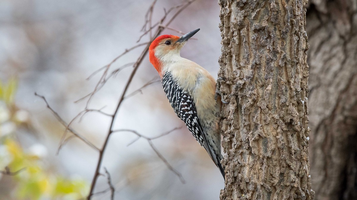 Red-bellied Woodpecker - Charlie Shields