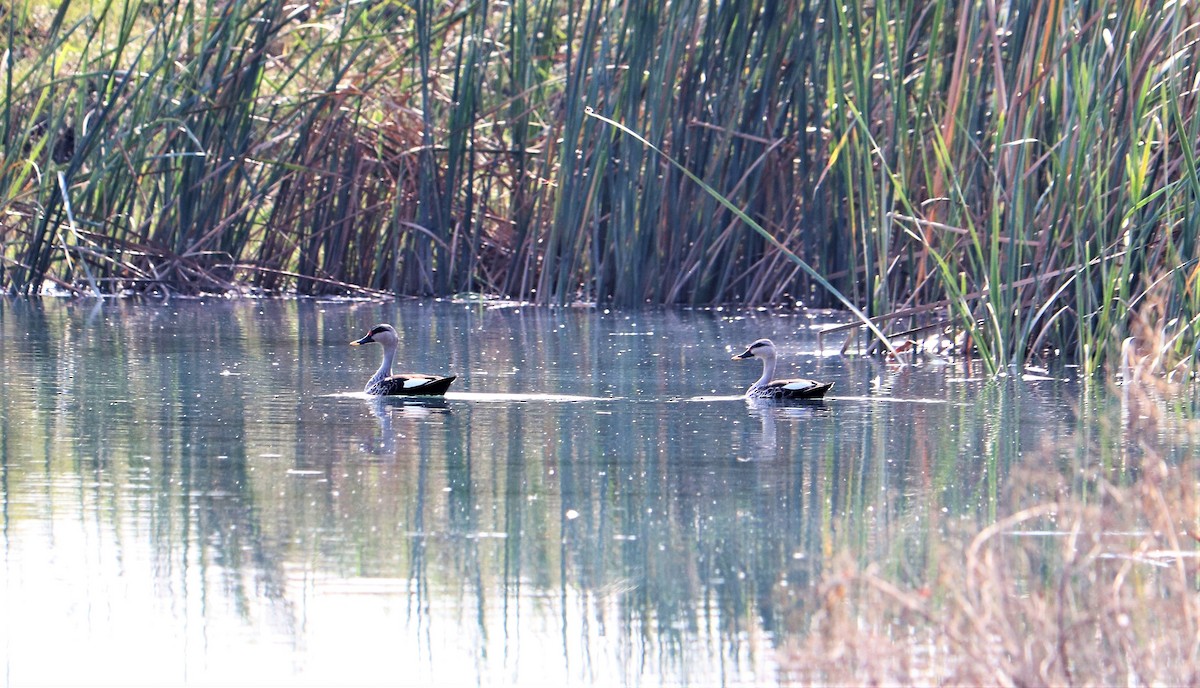 Indian Spot-billed Duck - Vikas Dogra