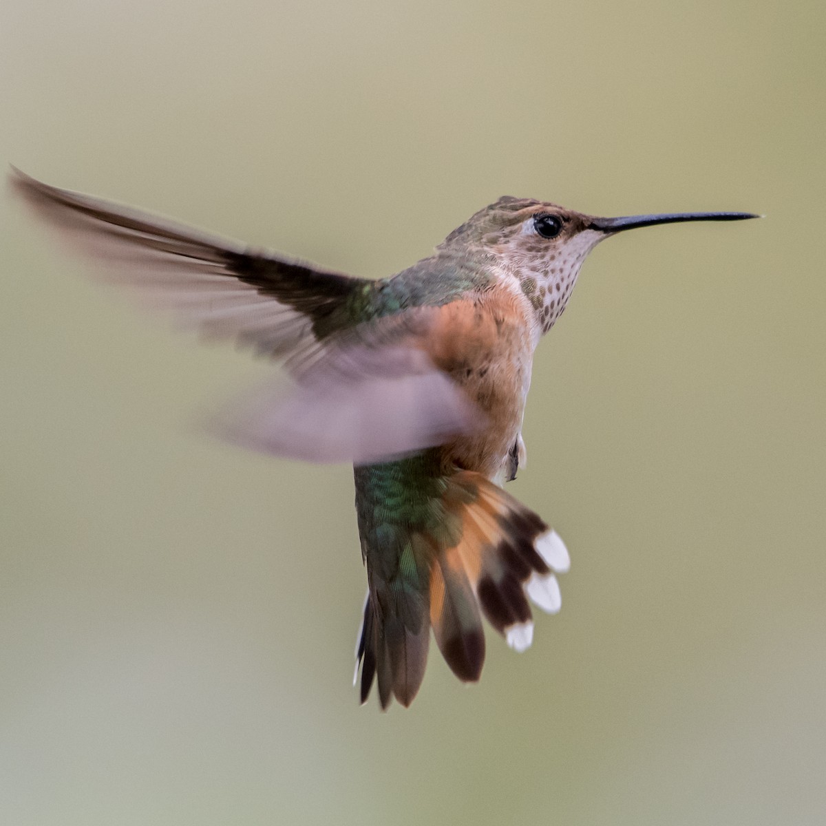 Rufous Hummingbird - ML122701381