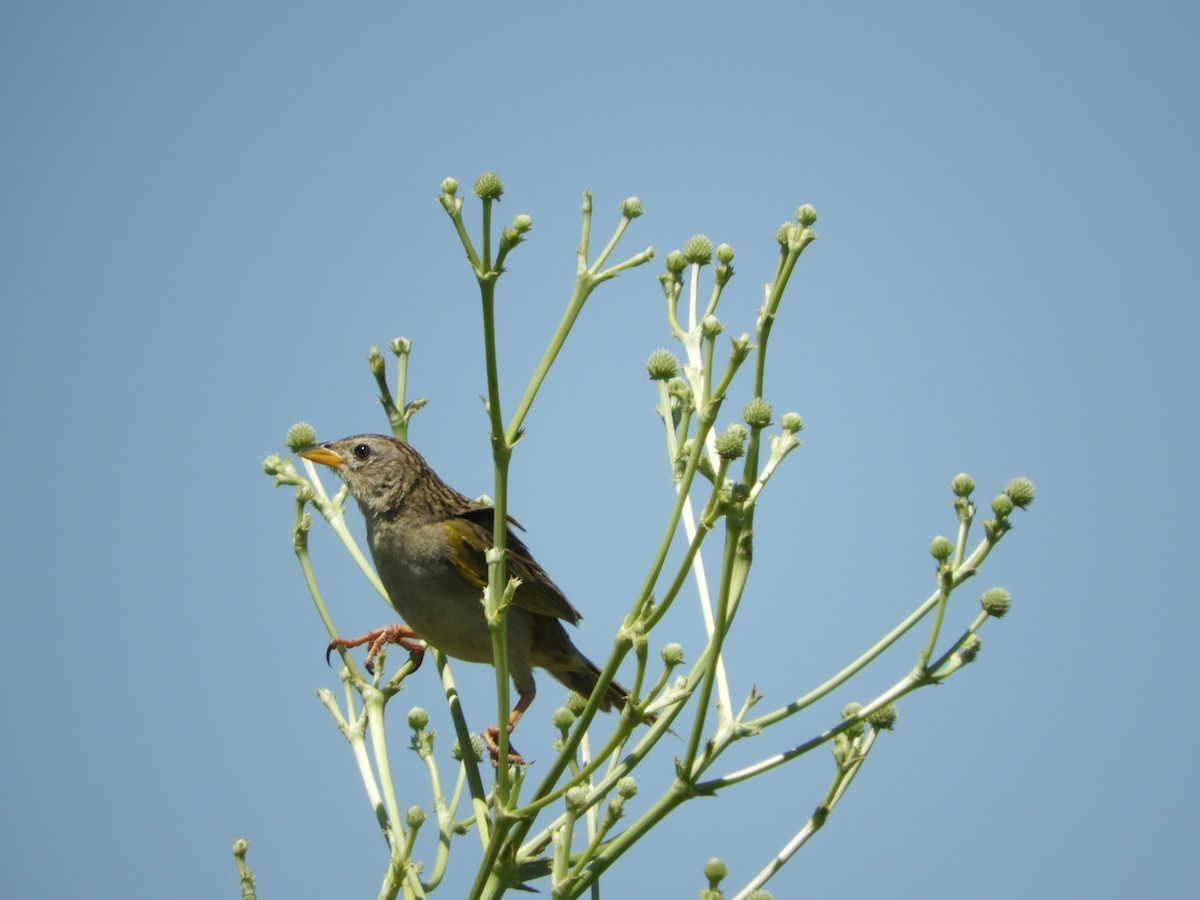 Wedge-tailed Grass-Finch - ML122701481