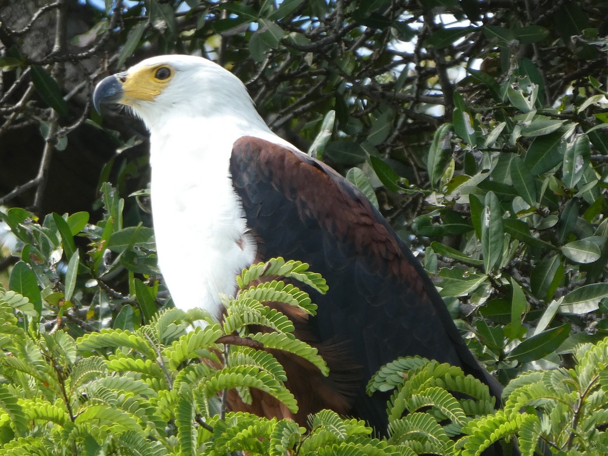 African Fish-Eagle - ML122703601