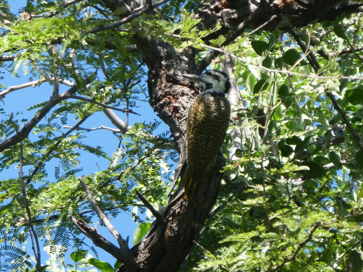 Bearded Woodpecker - ML122704311