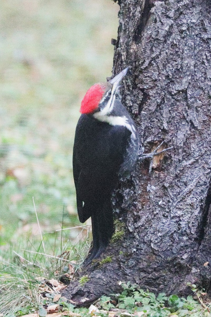 Pileated Woodpecker - Larry M. Novak