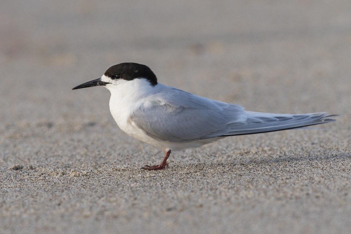 White-fronted Tern - ML122705181