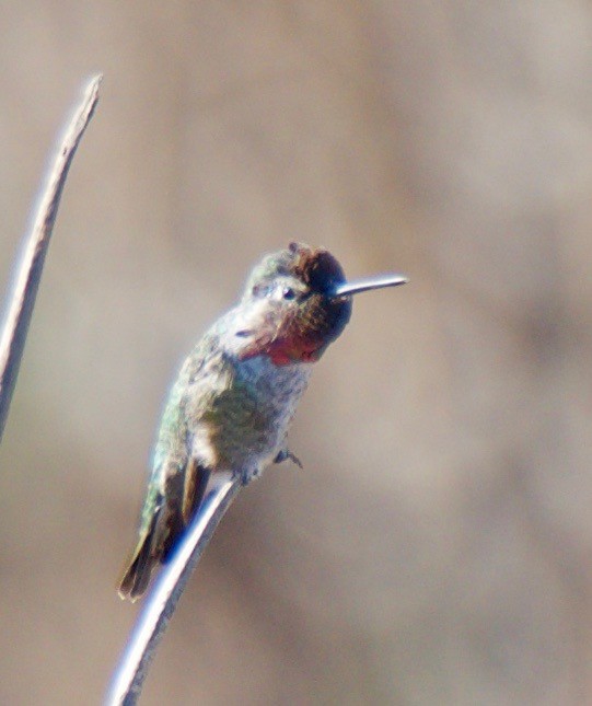 Anna's Hummingbird - Marcia Balestri