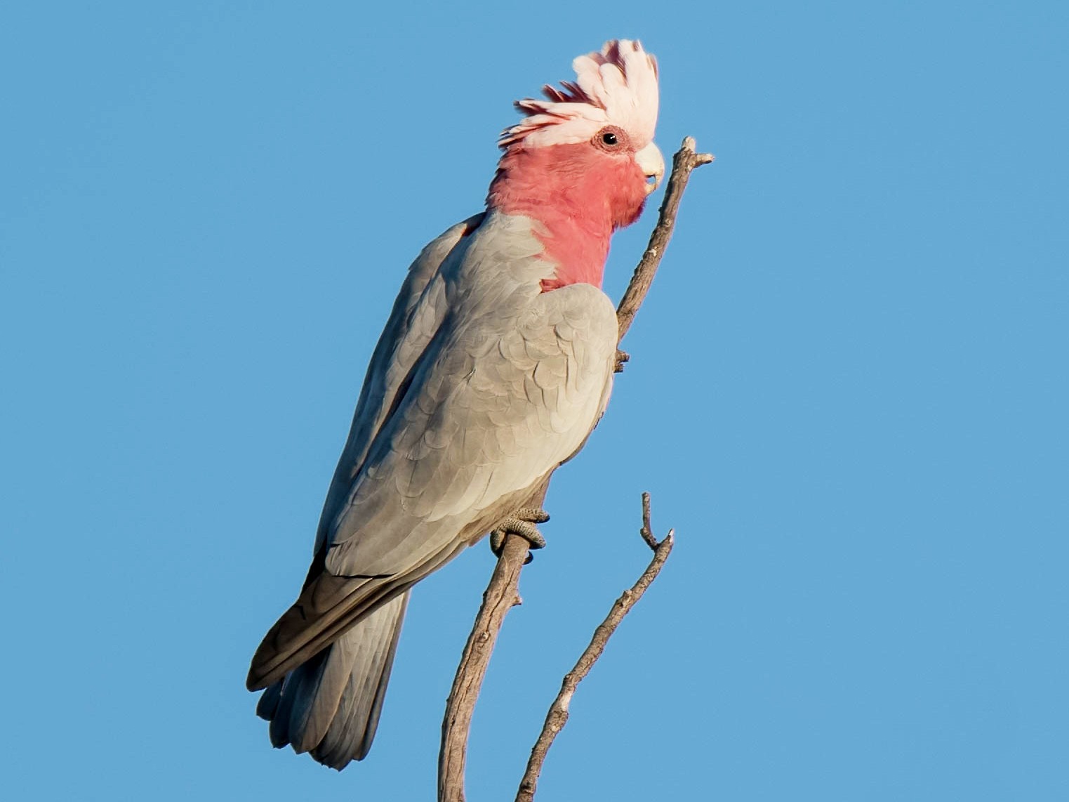 Galah - Hayley Alexander