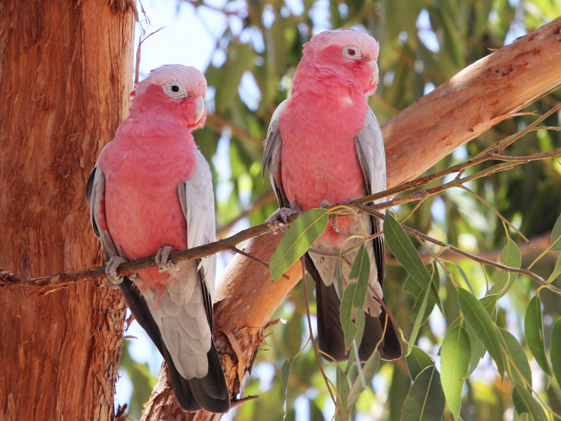 Galah - Ray Turnbull