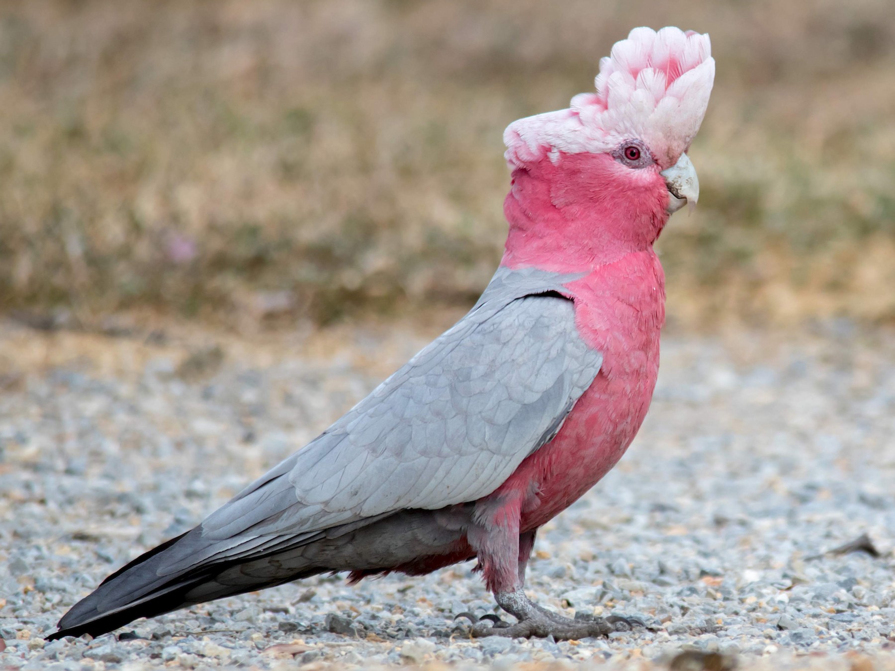 australian pink parrots