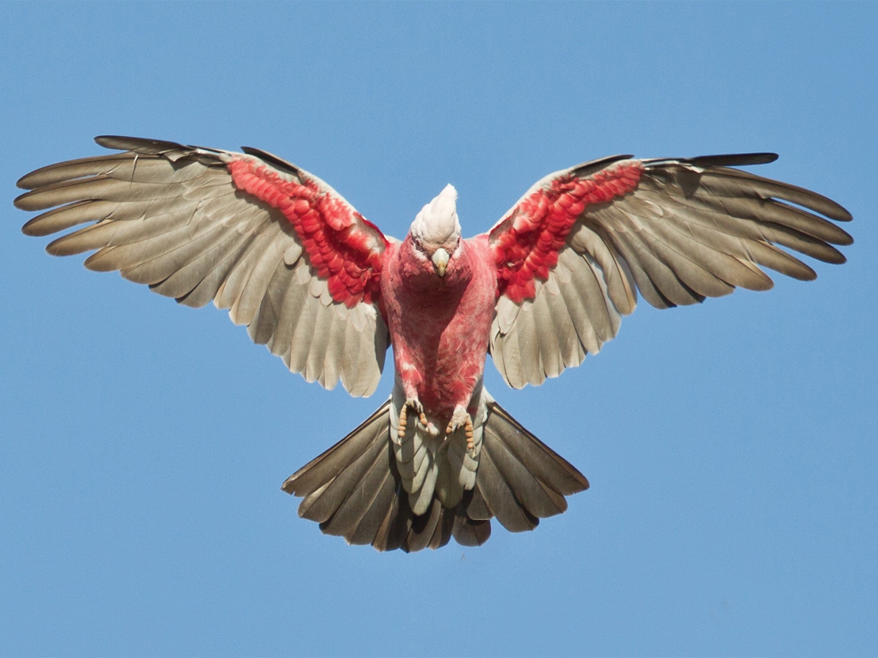 galah cockatoo flying