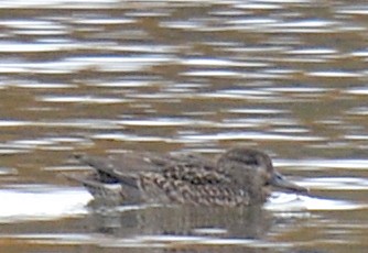 Green-winged Teal - ML122706981