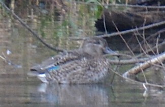 Green-winged Teal - ML122706991