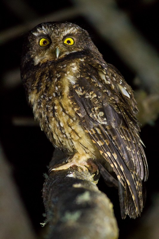 White-throated Screech-Owl - Raphael Lebrun