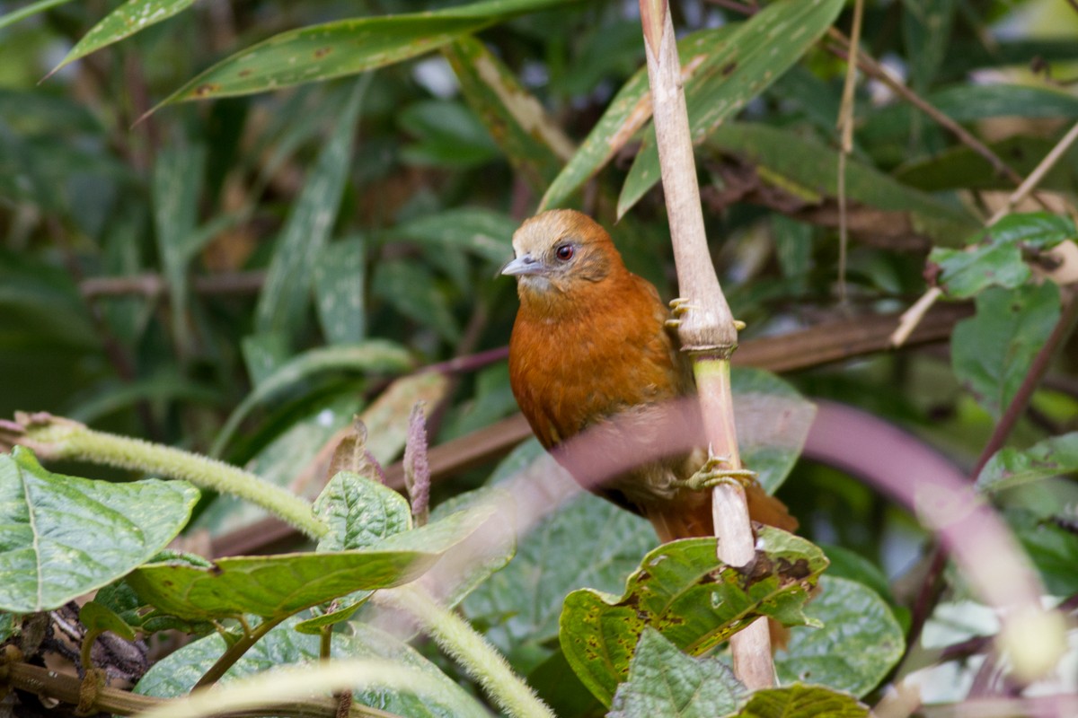 Russet-mantled Softtail - ML122708551