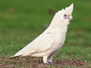  - Little Corella