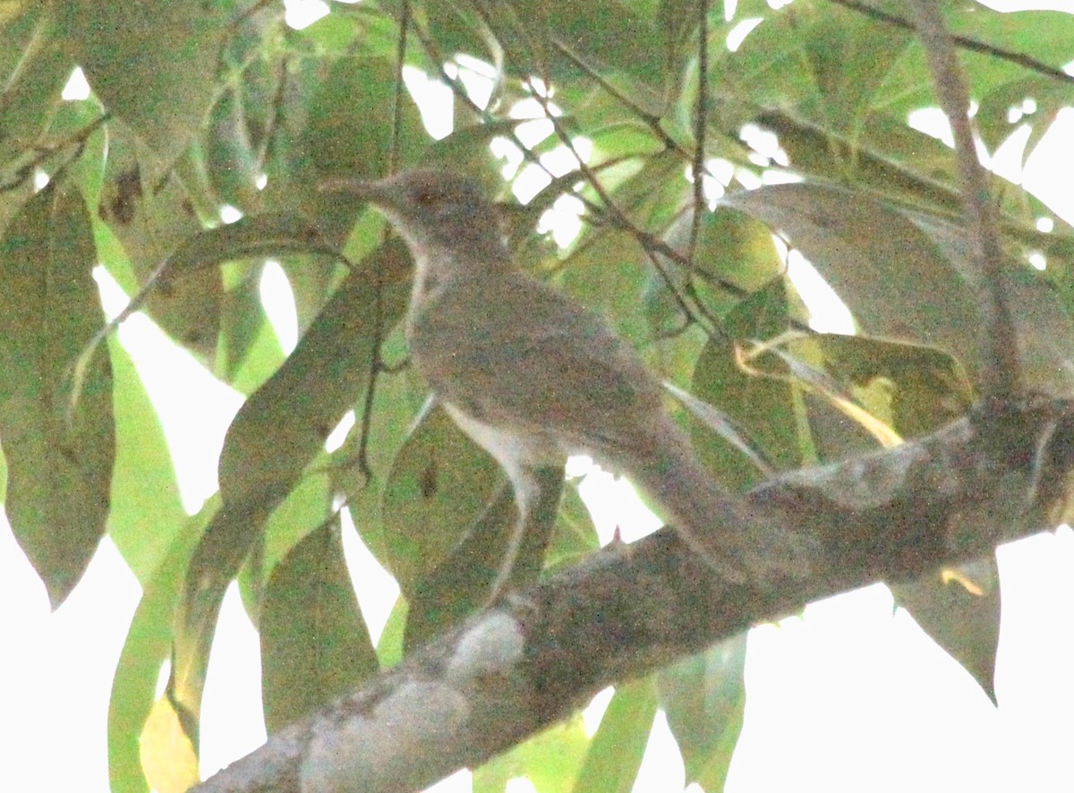 Pale-breasted Thrush - ML122709301
