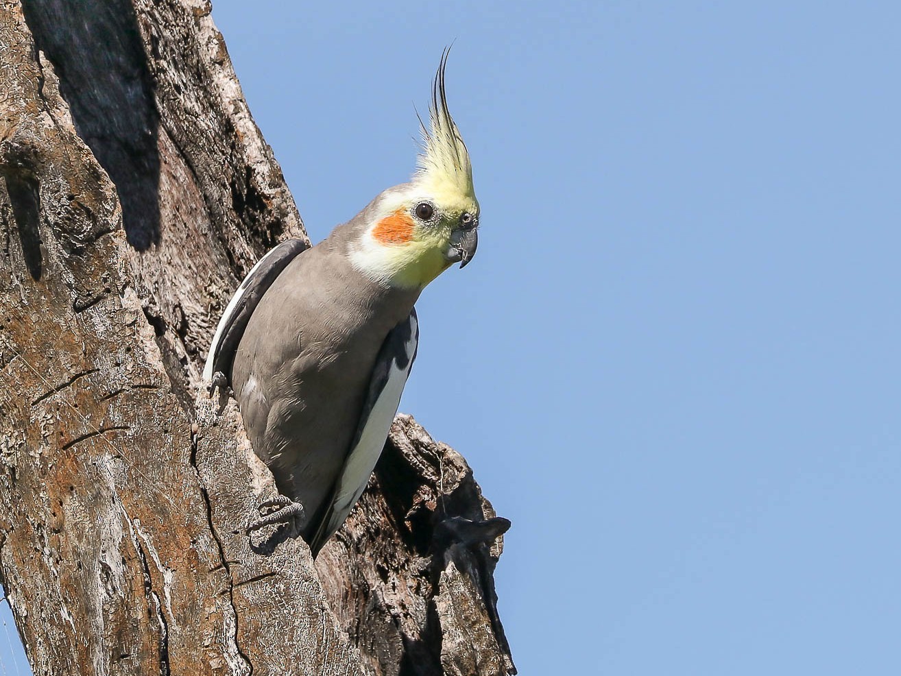 blue cockatiels