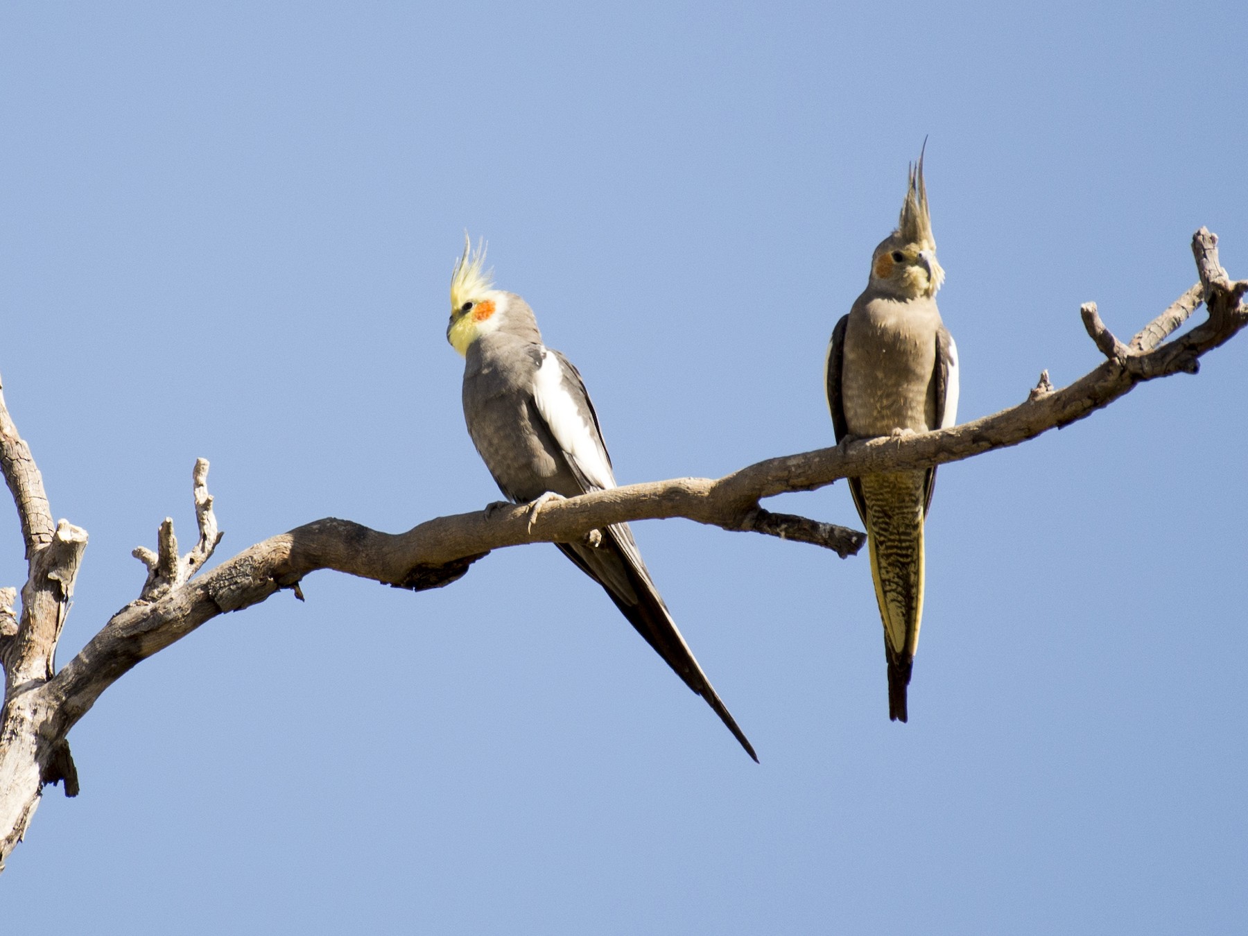 Cockatiel - David King