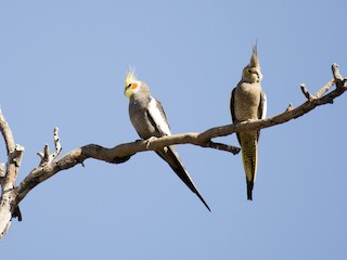 Male and female - David King - ML122709371