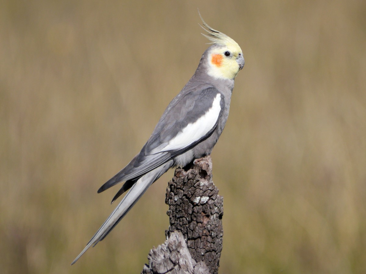 Cockatiel - Nymphicus hollandicus - Birds of the World