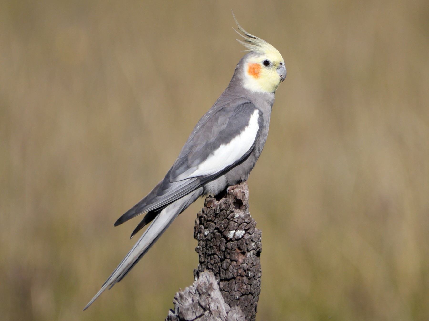 australian cockatiel bird